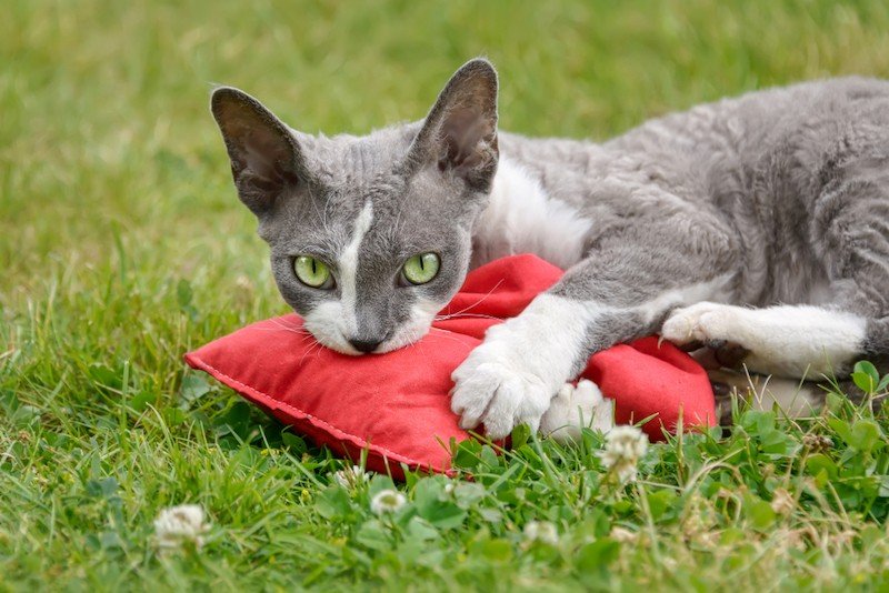 Discover the Secret to Keeping Cats Off Outdoor Furniture Cushions