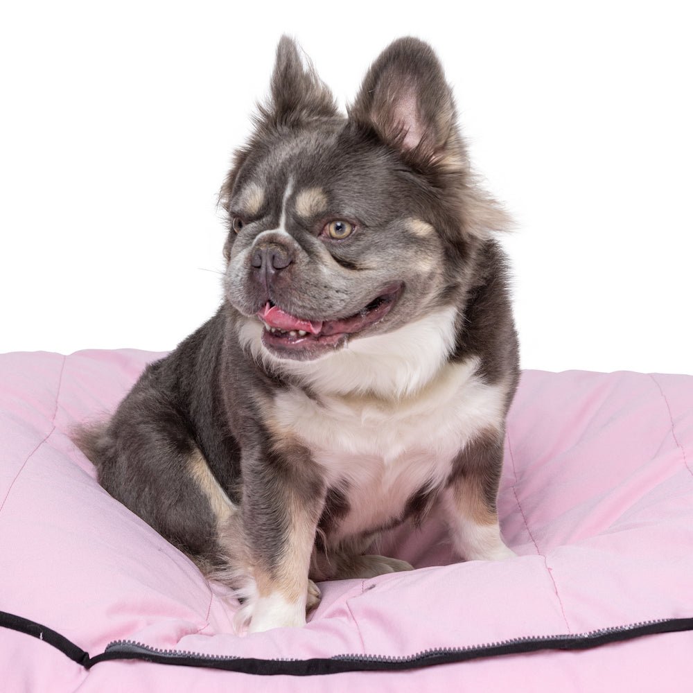 Find the Perfect Dog Bean Bags for Your Pup s Rest and Relaxation