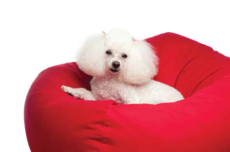 Bean Bag Dog Beds: Why You Need One - Bean Bags R Us