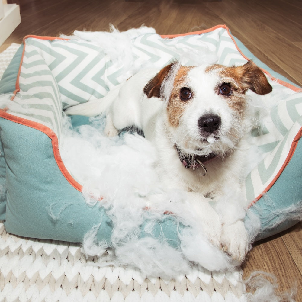 How to Stop Dogs Chewing Their Beds