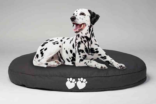 What are the Best Dog Beds for Arthritis? - Bean Bags R Us