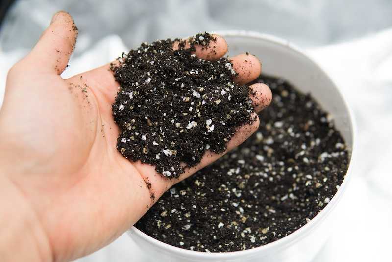 What are the Little White Balls in Potting Soil? - Bean Bags R Us