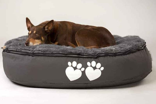 Why Dog Bean Bags Are the Ultimate Way to Pamper Your Pooch! - Bean Bags R Us